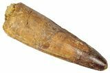 Fossil Spinosaurus Tooth - Real Dinosaur Tooth #346295-1